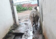 स्वच्छता अभियान की कमर तोड़ रहा , वार्ड क्रमांक 3 का यह दृश्य ।