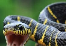 बेलगहना में न जाने कौन सा ऐसा सांप है जो लोगों को उतार रहा है मौत के घाट